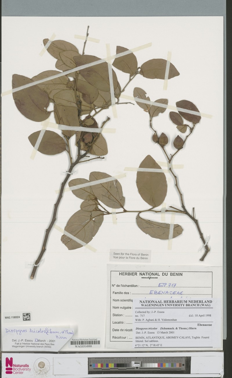 Diospyros tricolor