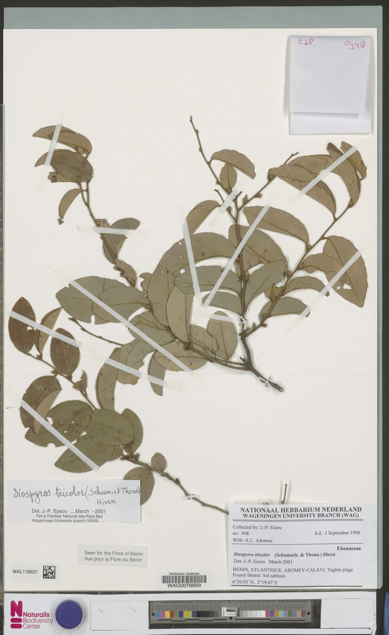 Diospyros tricolor photo 2