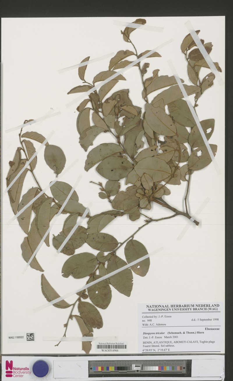 Diospyros tricolor photo 3