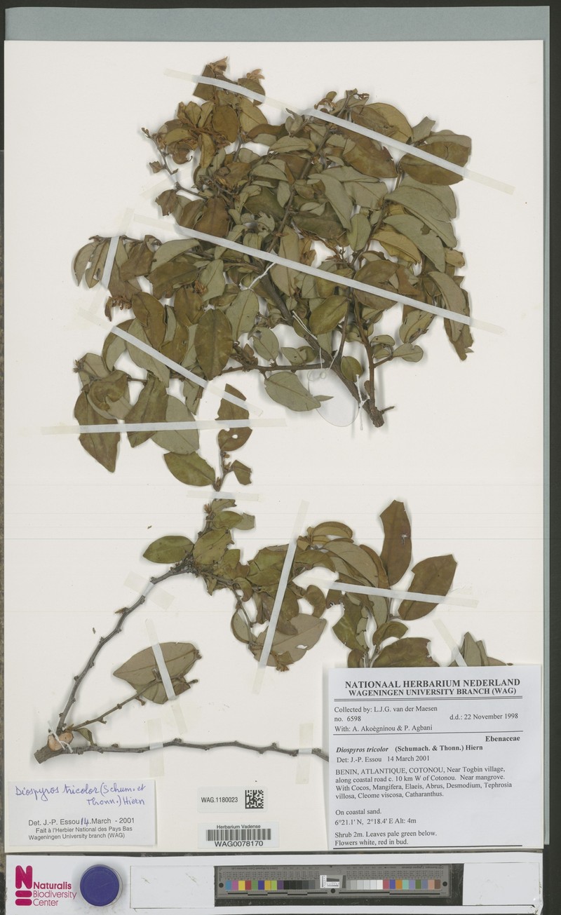 Diospyros tricolor photo 4