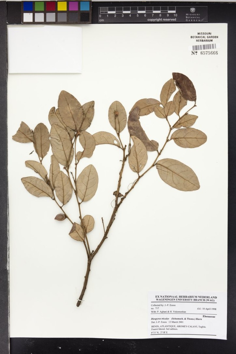 Diospyros tricolor photo 5
