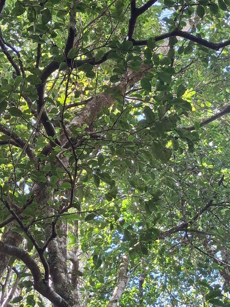 Diospyros tridentata