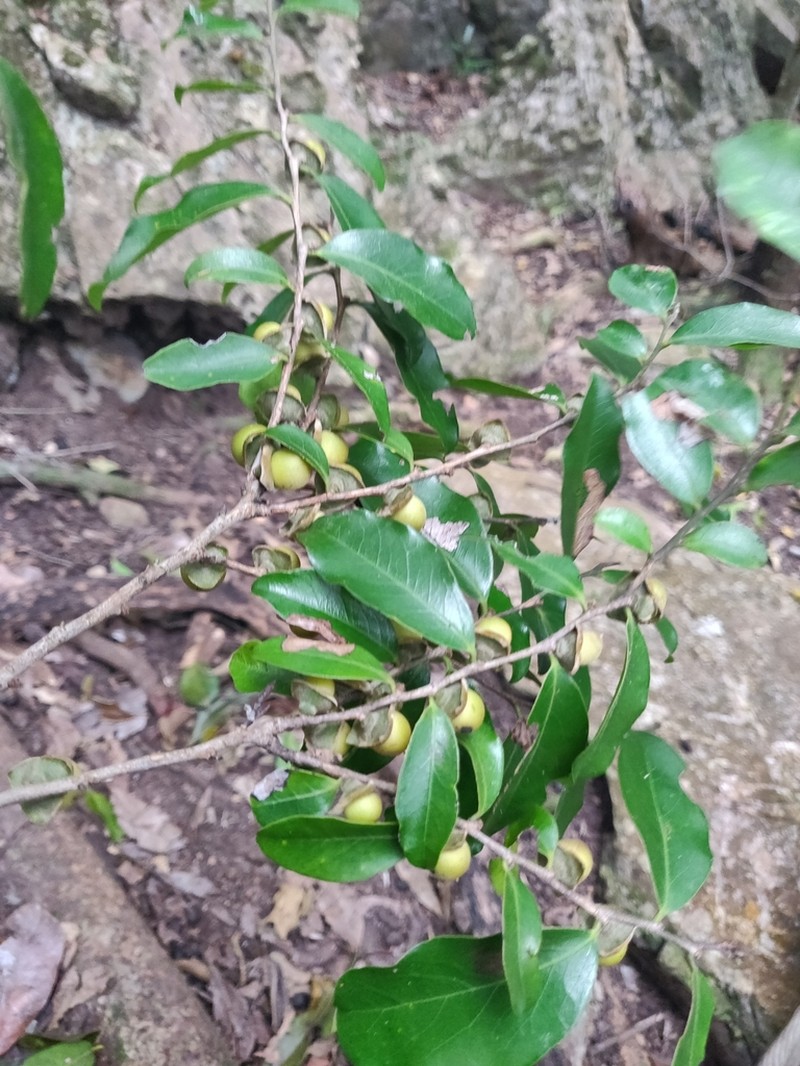 Diospyros tridentata photo 2