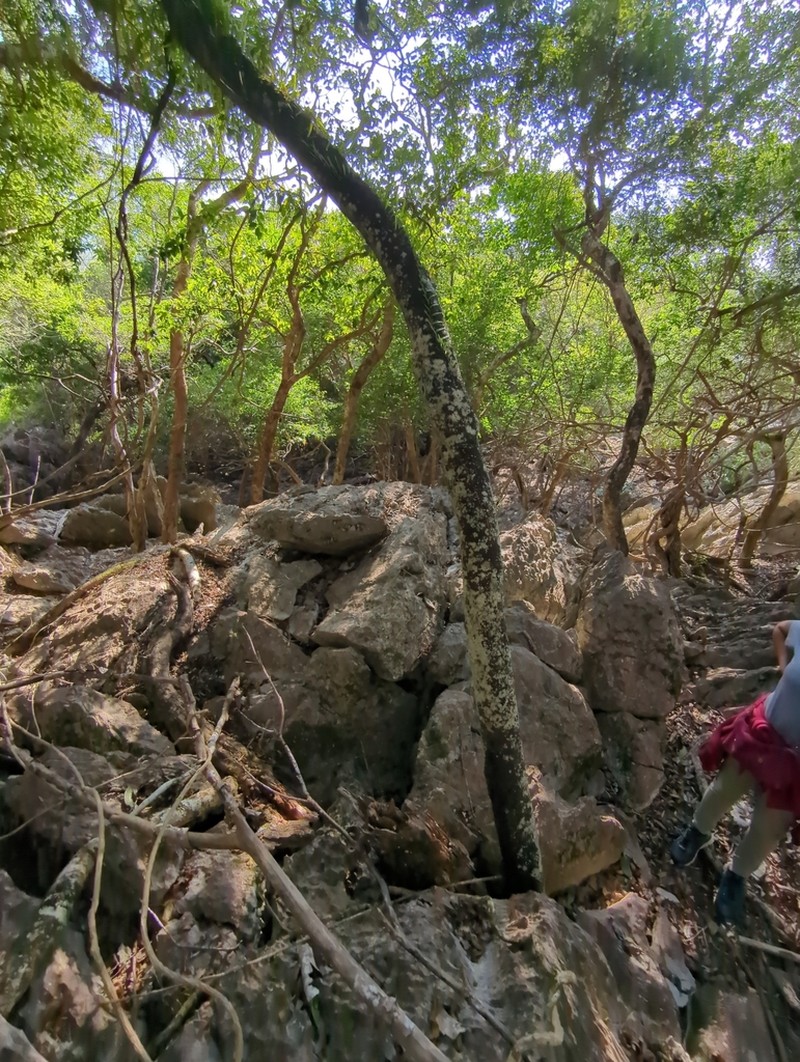Diospyros tridentata photo 3