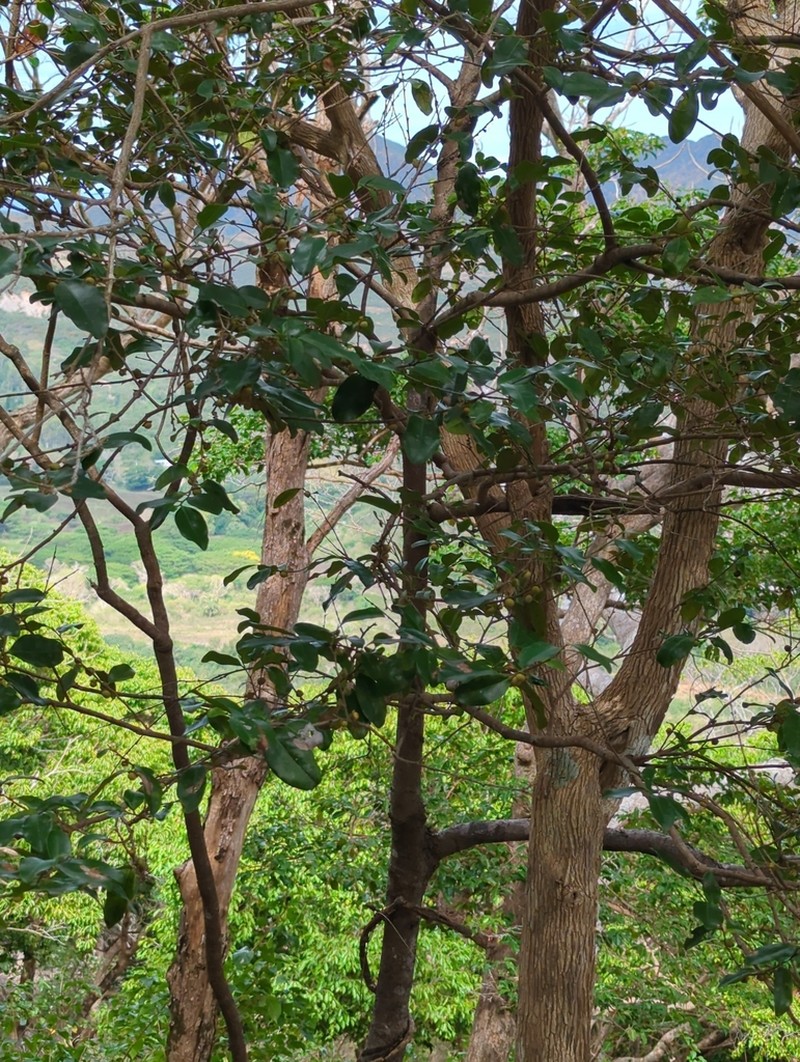 Diospyros tridentata photo 4
