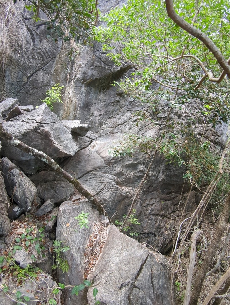 Diospyros tridentata photo 5