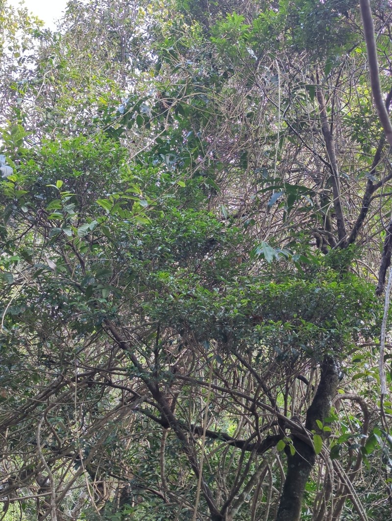 Diospyros tridentata photo 6