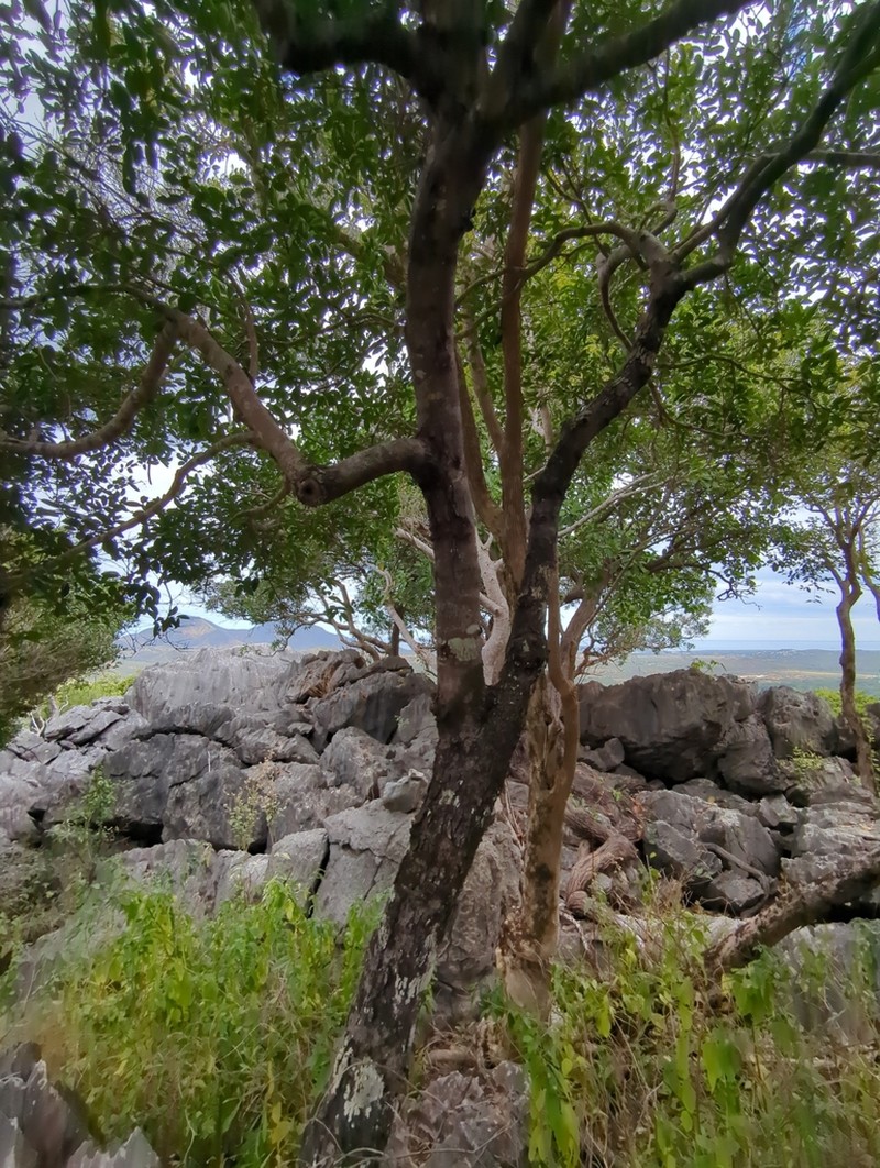 Diospyros tridentata photo 7