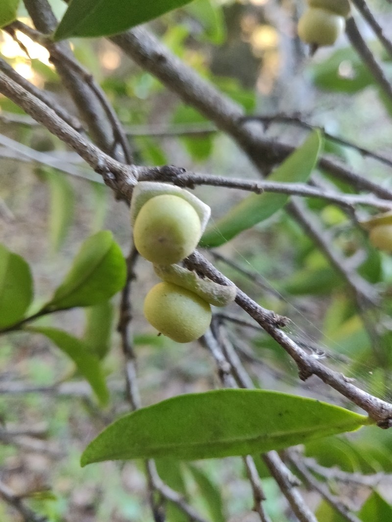 Diospyros tridentata photo 8