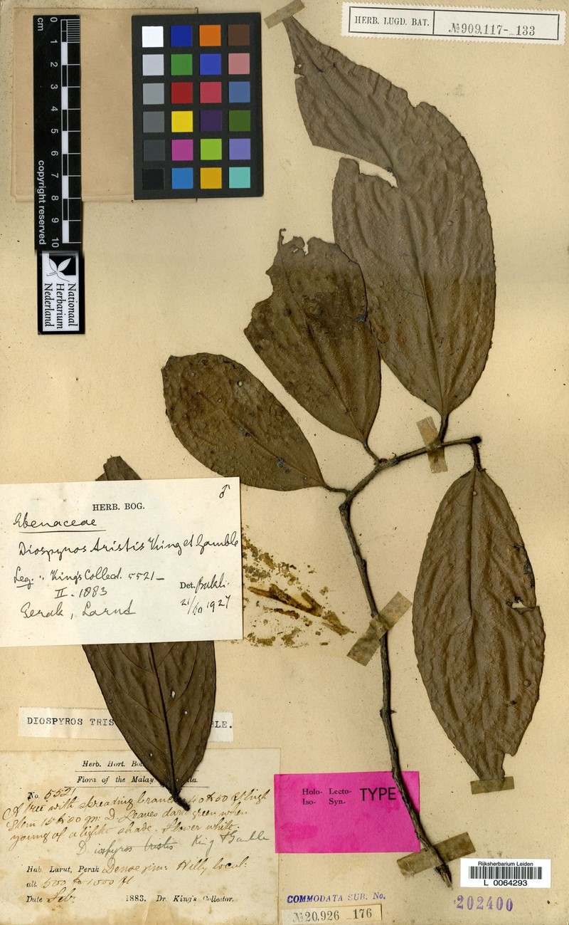 Diospyros tristis photo 2