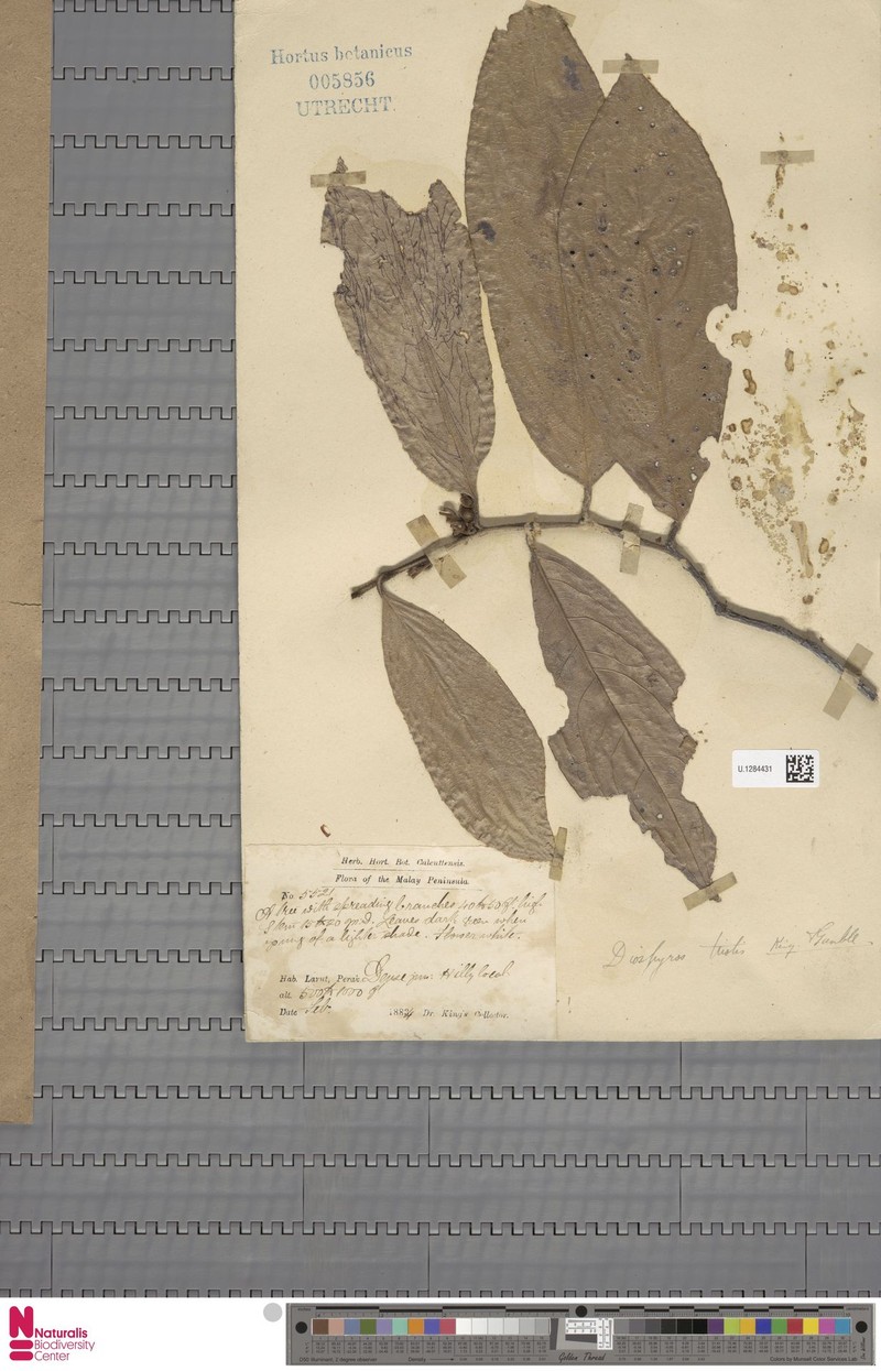 Diospyros tristis photo 3