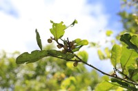 Diospyros trisulca