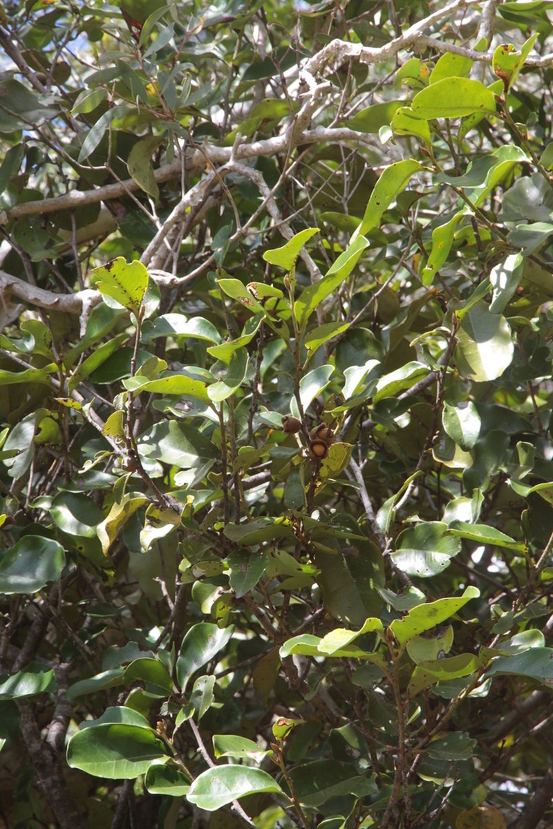 Diospyros trisulca photo 2