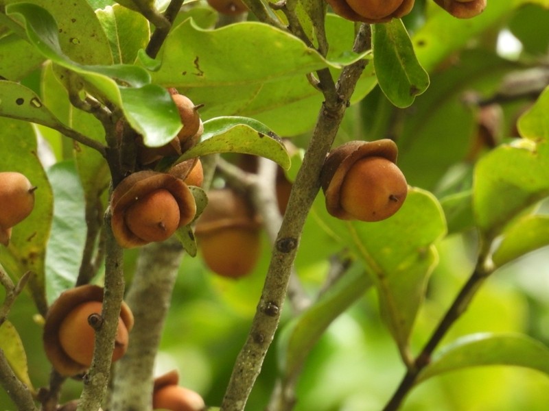 Diospyros trisulca photo 3