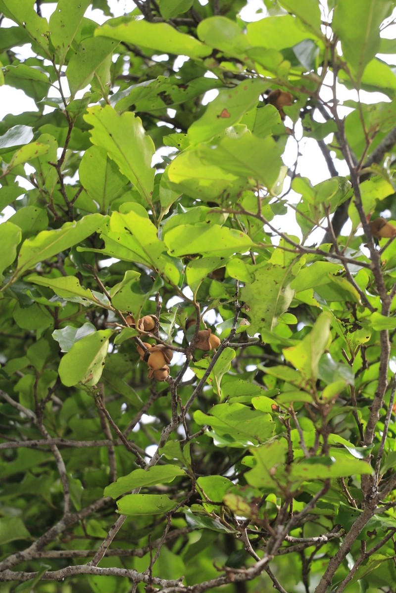 Diospyros trisulca photo 4
