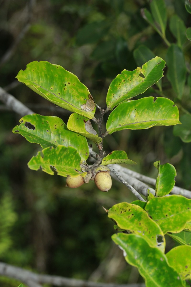 Diospyros trisulca photo 5