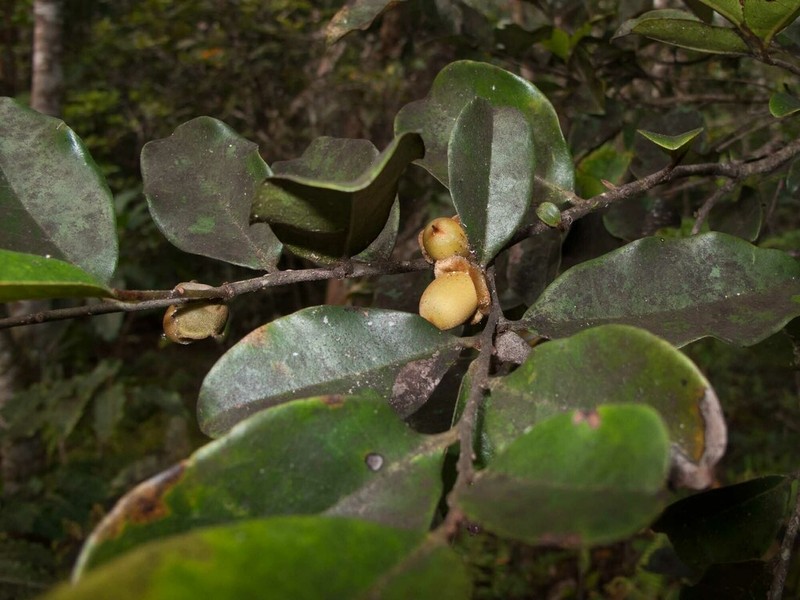 Diospyros trisulca photo 6