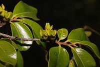 Diospyros tropophylla