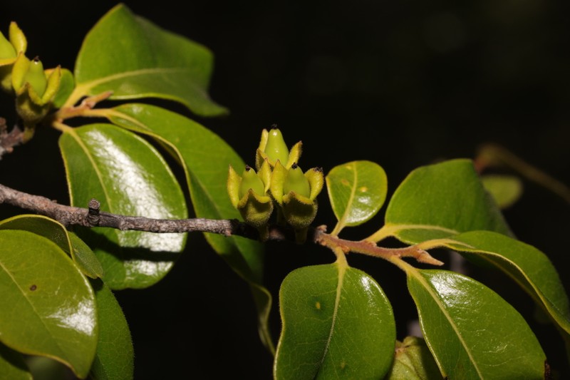 Diospyros tropophylla