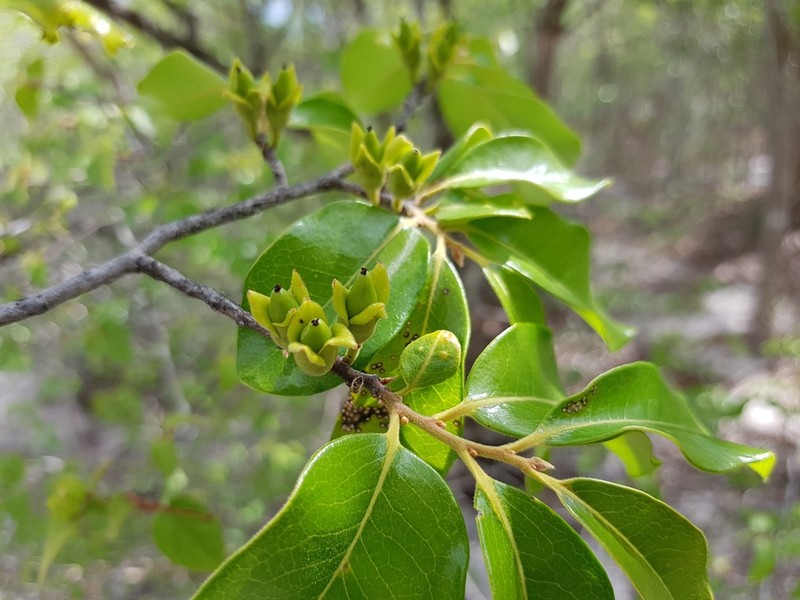 Diospyros tropophylla photo 2