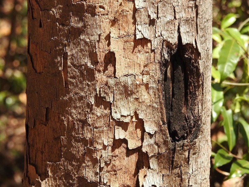 Diospyros tropophylla photo 3