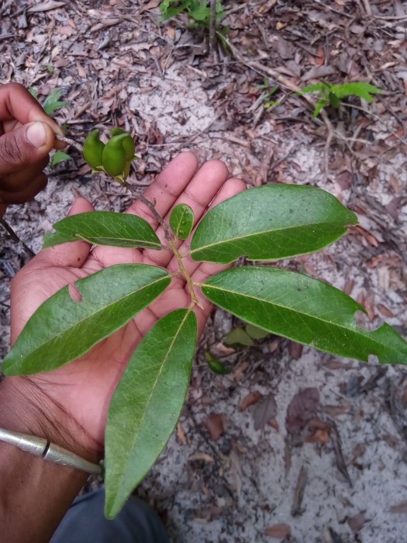 Diospyros tropophylla photo 4