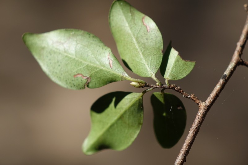 Diospyros tropophylla photo 5