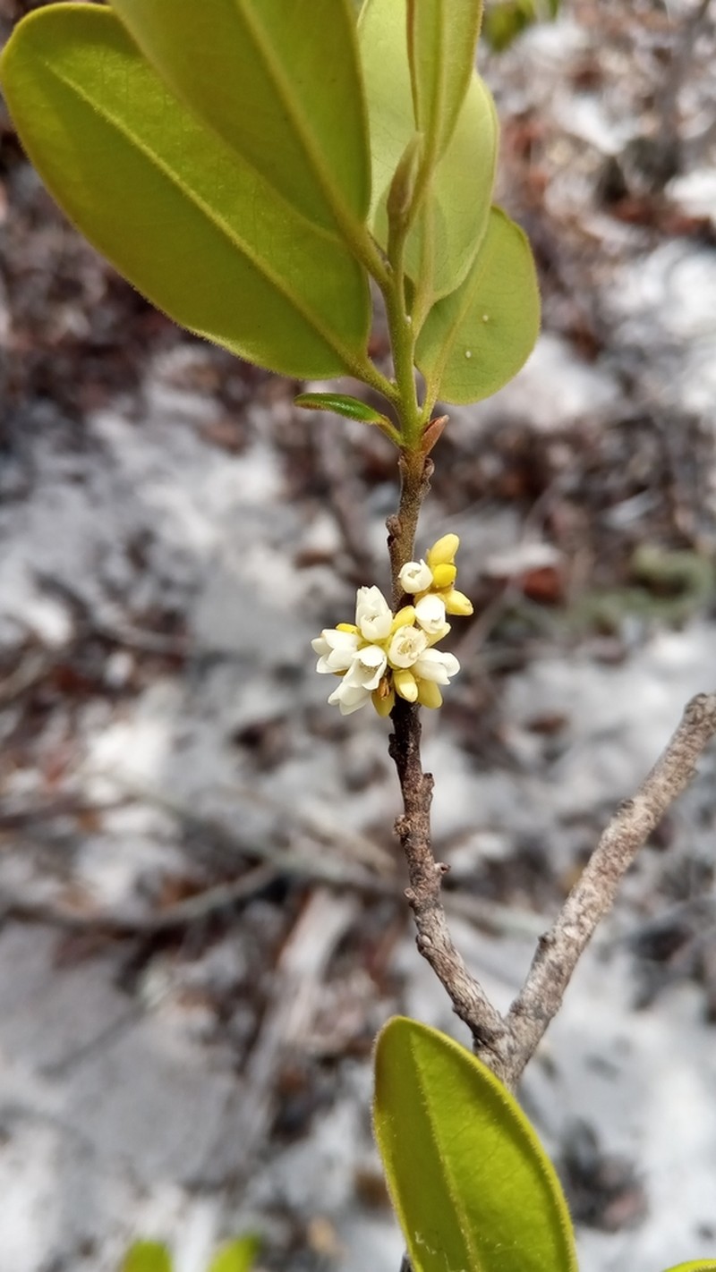 Diospyros tropophylla photo 6