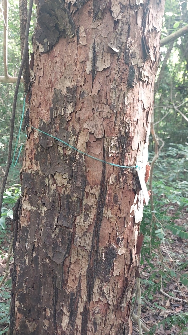 Diospyros tropophylla photo 7