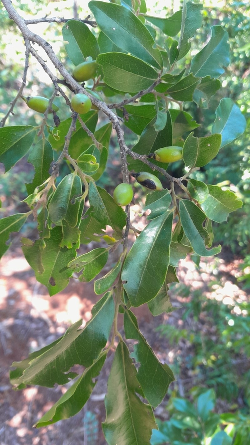 Diospyros tropophylla photo 8