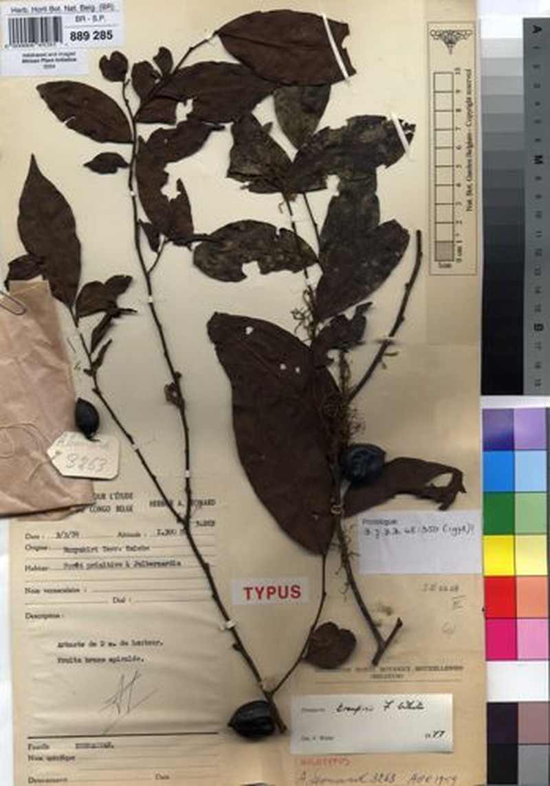 Diospyros troupinii