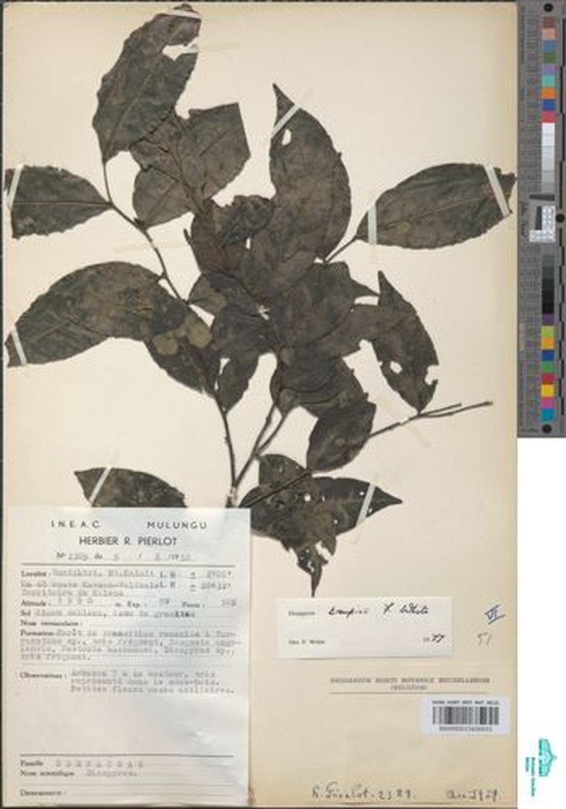 Diospyros troupinii photo 2