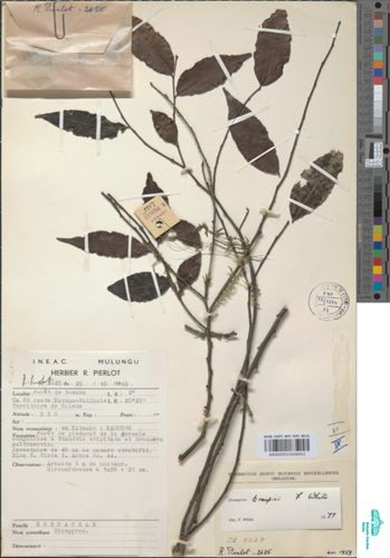 Diospyros troupinii photo 3