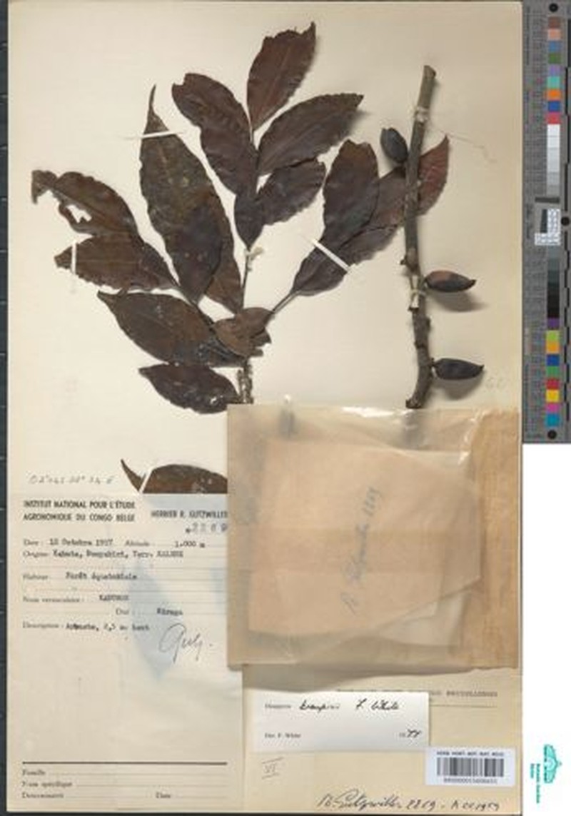 Diospyros troupinii photo 4