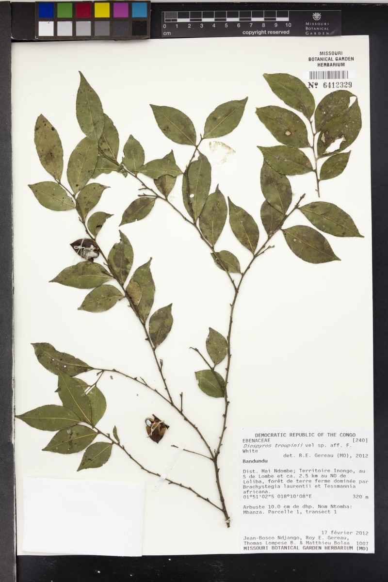 Diospyros troupinii photo 5