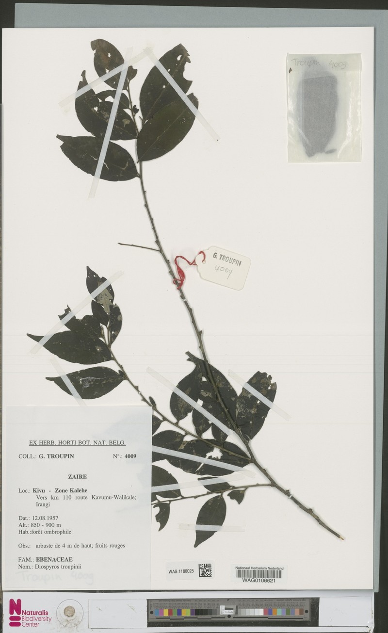 Diospyros troupinii photo 6