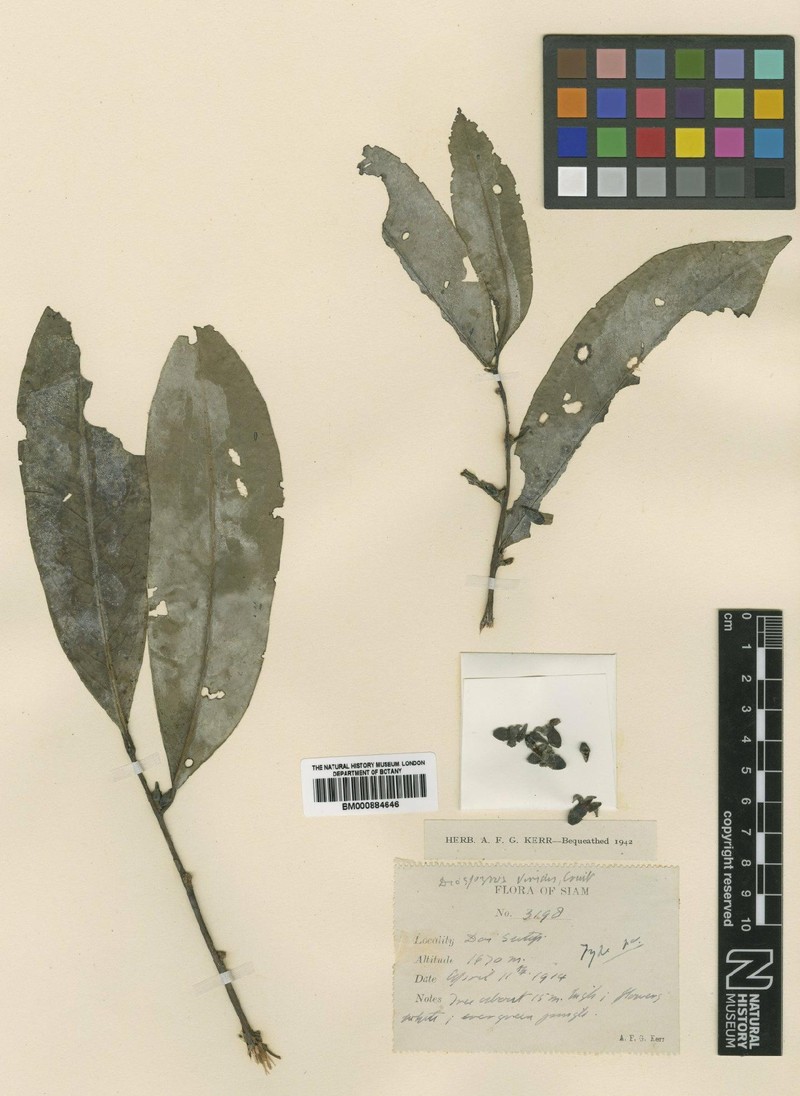 Diospyros truncata