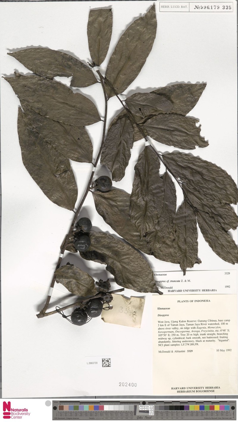 Diospyros truncata photo 2
