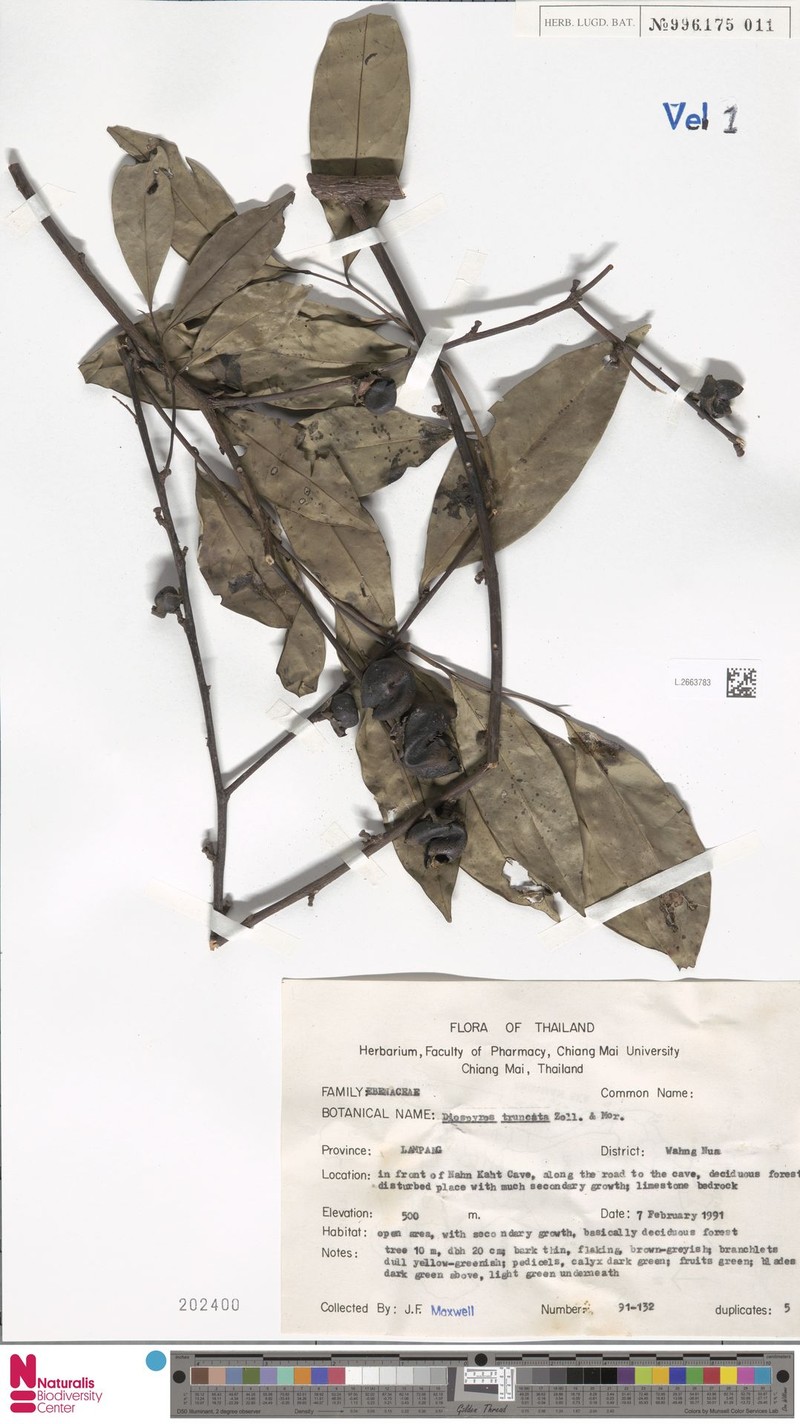Diospyros truncata photo 3