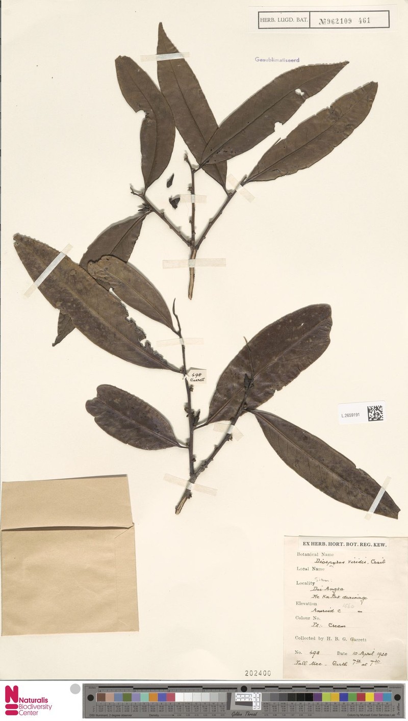Diospyros truncata photo 5