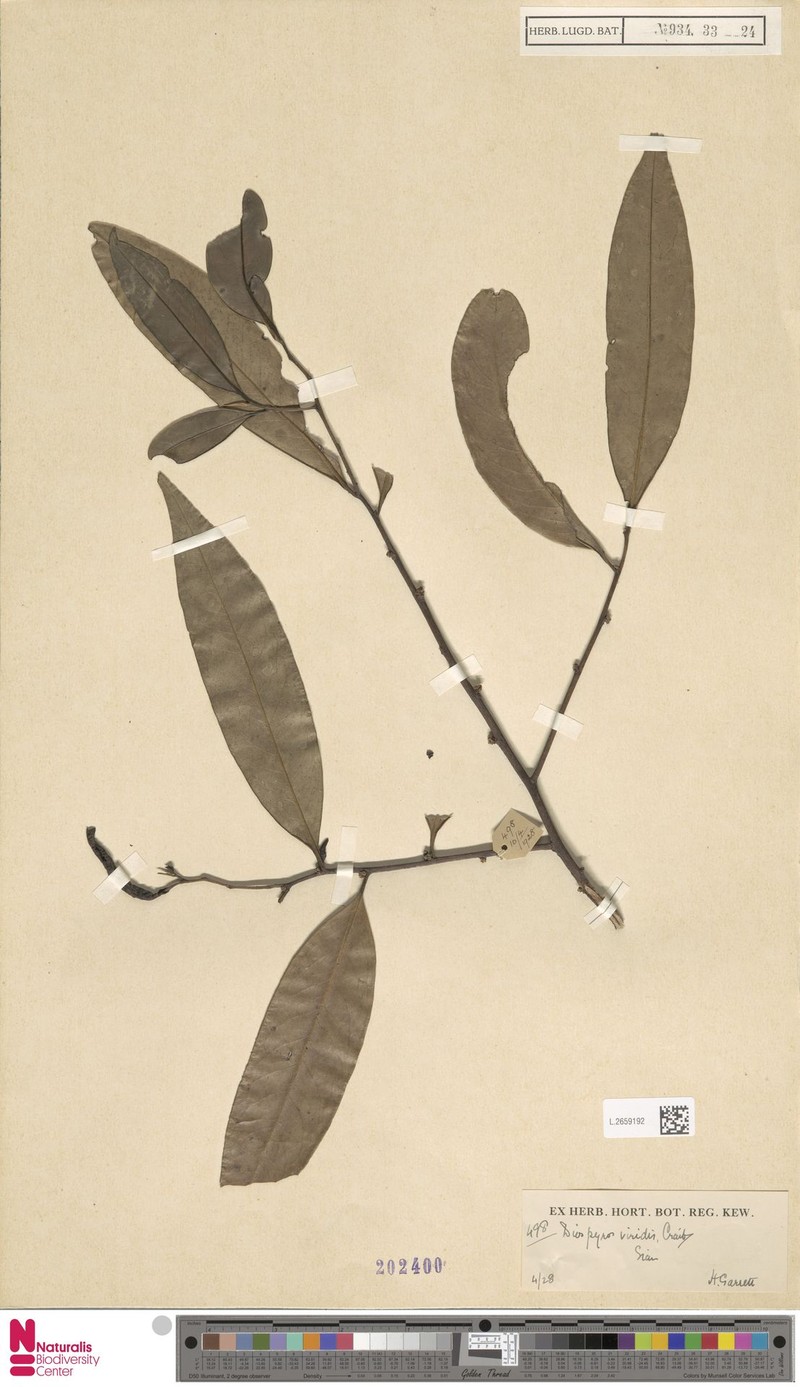 Diospyros truncata photo 6