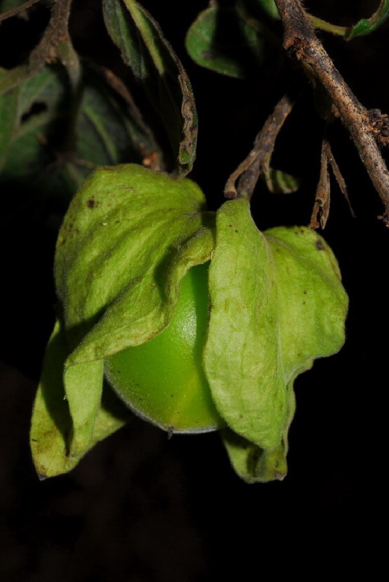 Diospyros truncatifolia