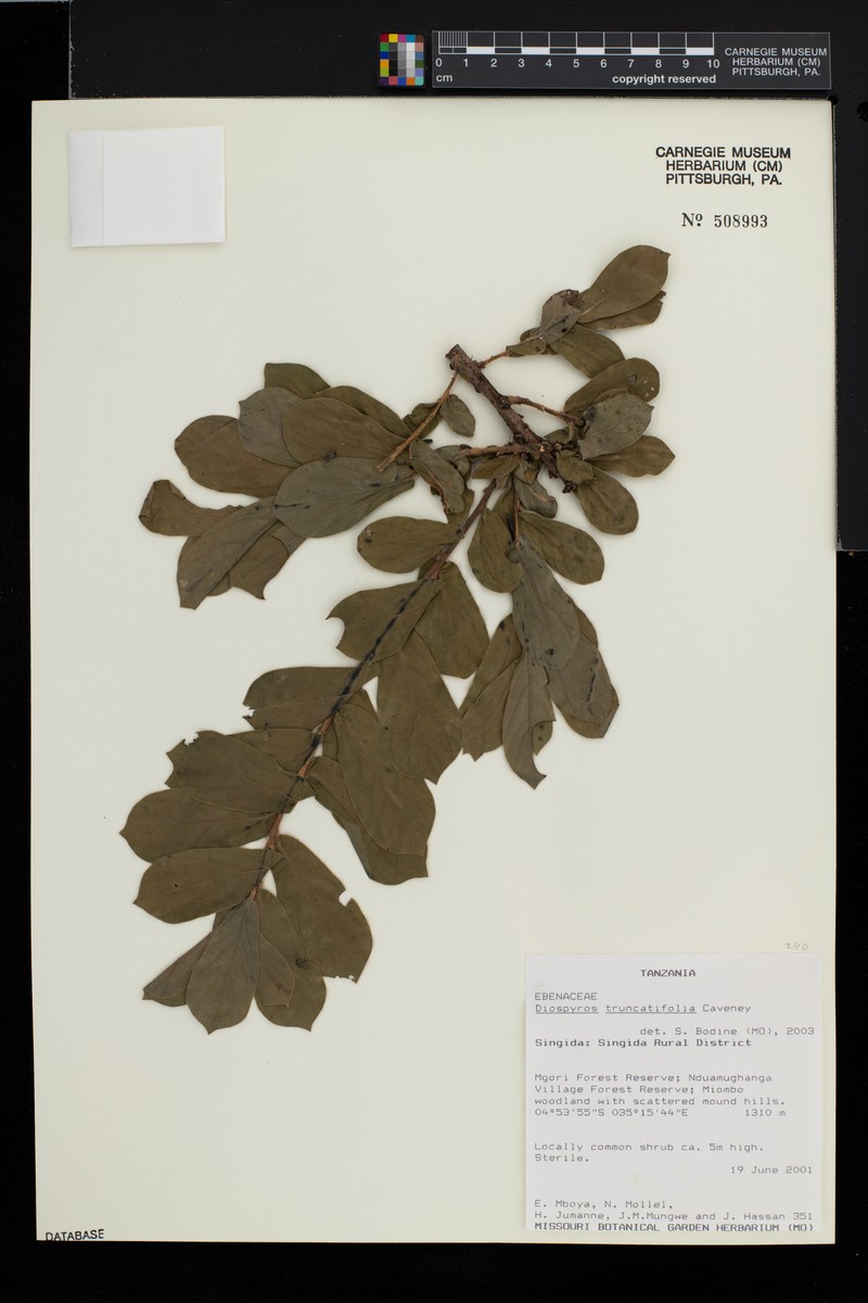 Diospyros truncatifolia photo 2