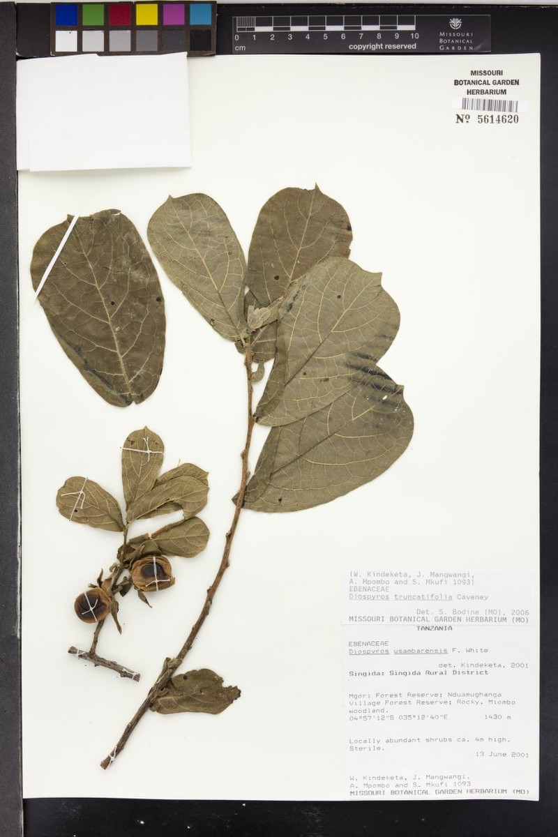 Diospyros truncatifolia photo 3