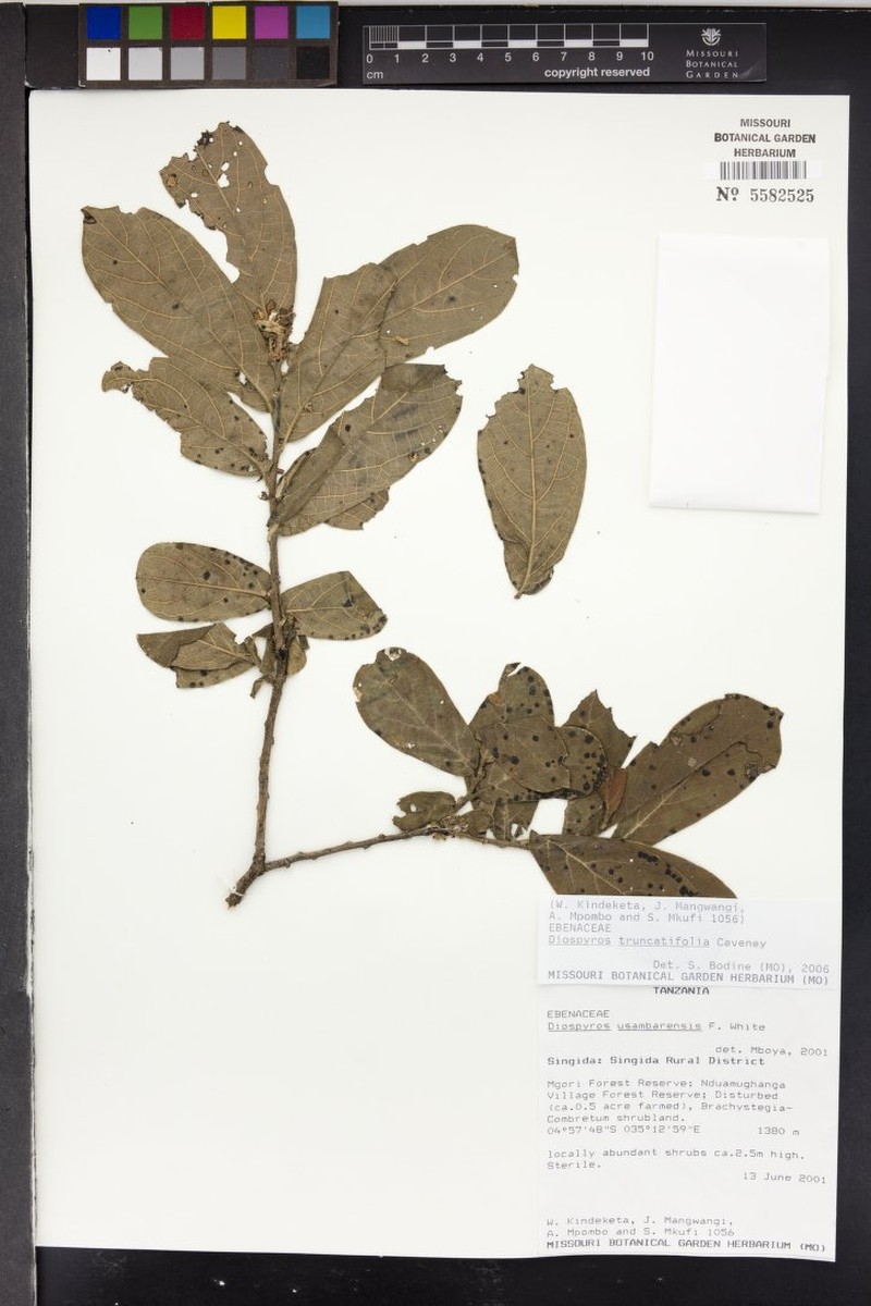 Diospyros truncatifolia photo 4