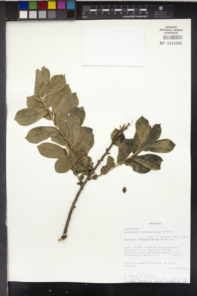 Diospyros truncatifolia photo 5
