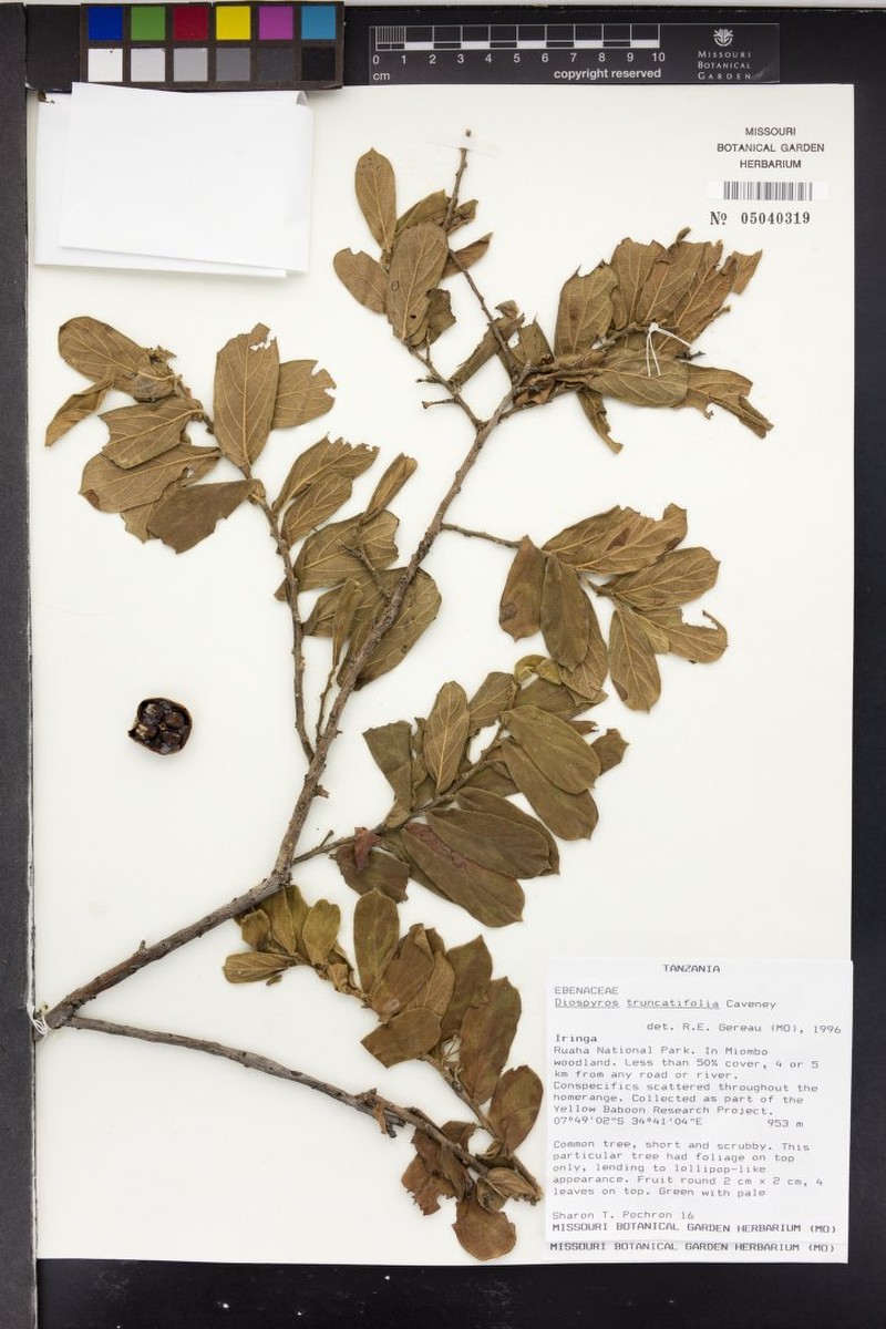 Diospyros truncatifolia photo 6
