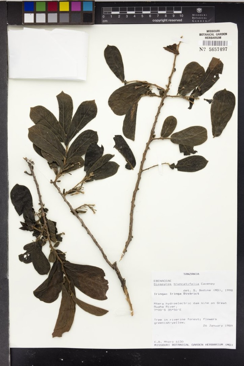 Diospyros truncatifolia photo 7