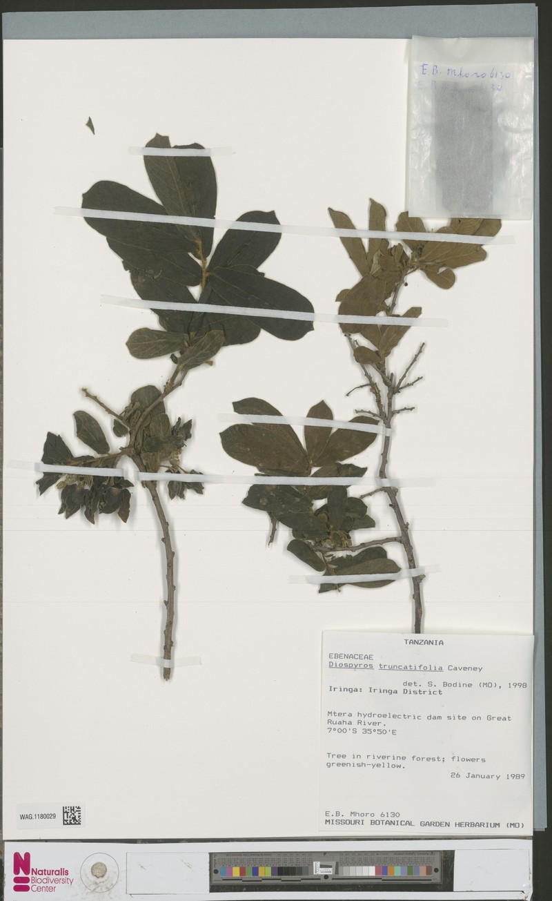 Diospyros truncatifolia photo 8