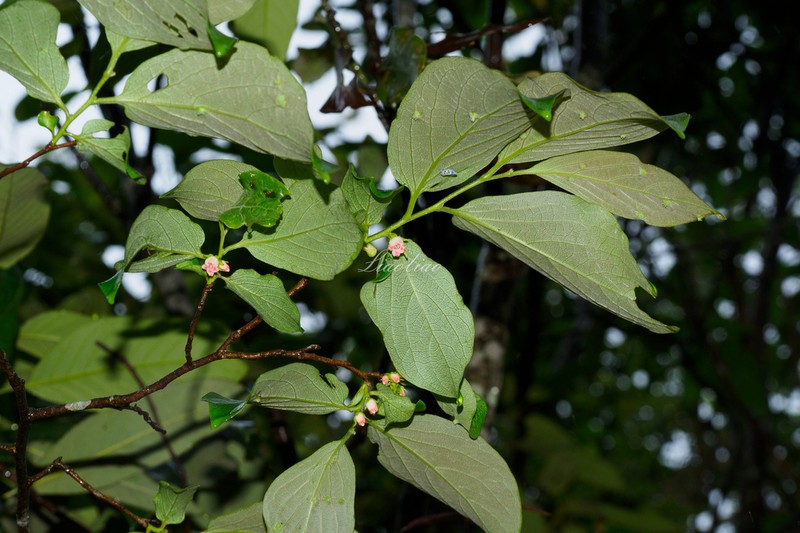 Diospyros tsangii